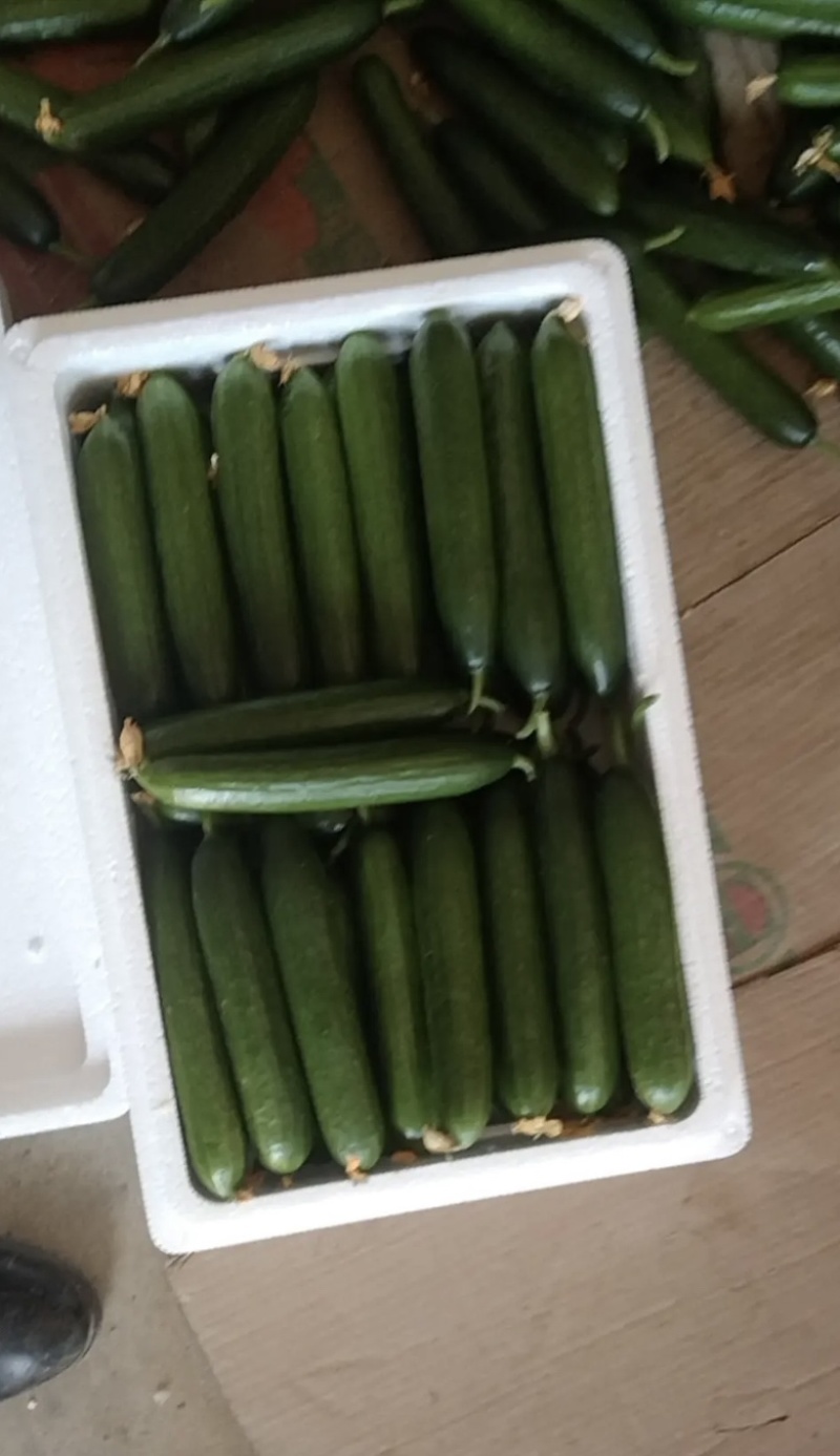 精品优质水果黄瓜，河南商丘基地直发，保质保量回欢迎来电