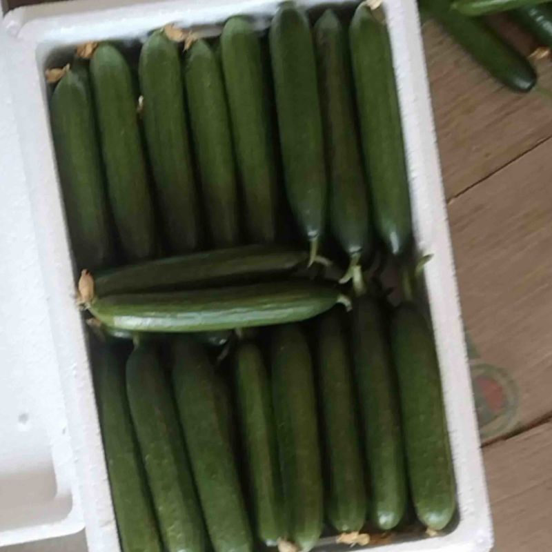 精品优质水果黄瓜，河南商丘基地直发，保质保量回欢迎来电