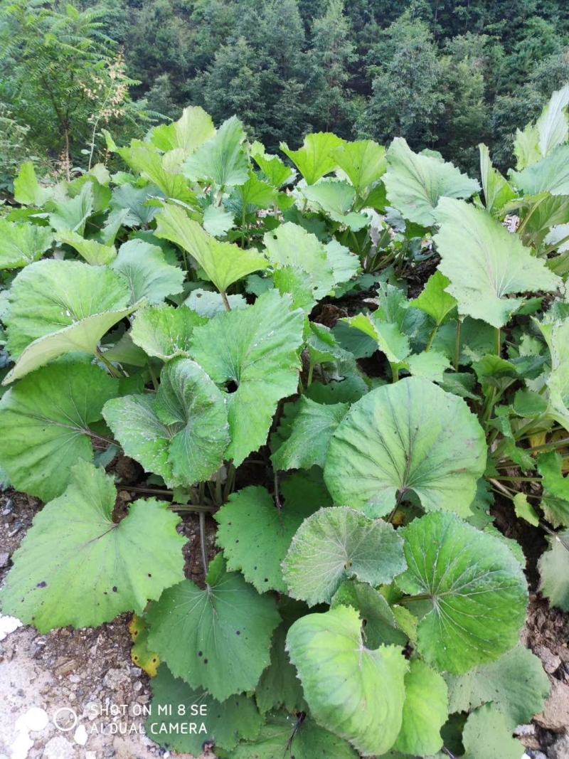 款冬花种根种苗，现挖鲜根，优质抗病良种，诚信商家，回收产