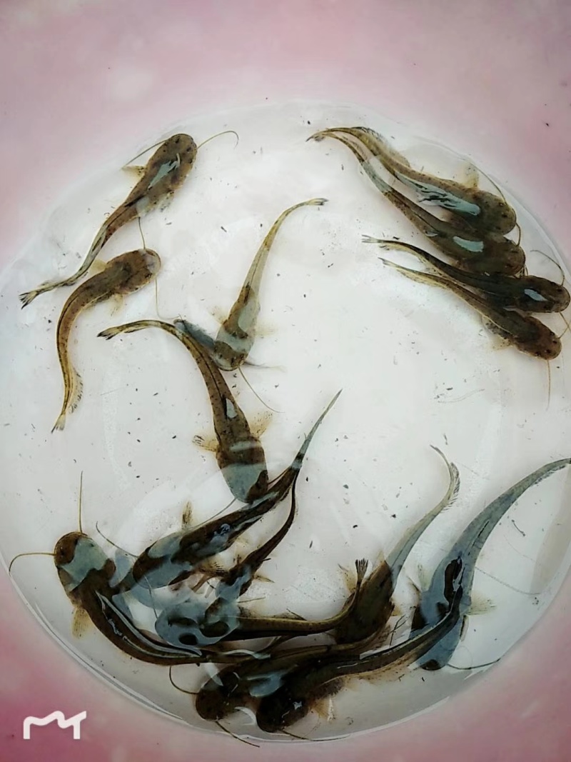 四川富顺鲶鱼苗南方大口鲶鲶鱼苗适应性强生长迅速成活率高