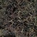 湖北恩施特长，金银花
