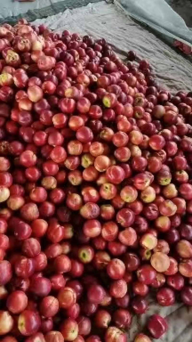 山东临沂大棚油桃红油桃中油4号大量供货价格便宜咨询