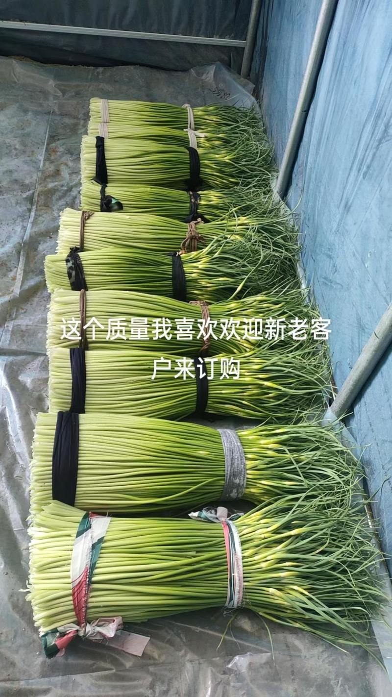 蒜薹洋蒜薹特级产品产地直发价格优化欢迎致电