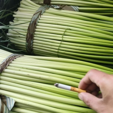 蒜薹洋蒜薹特级产品产地直发价格优化欢迎致电