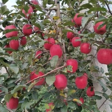 一年生2年生爱妃苹果苗，一年生2年生瑞雪苹果苗