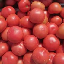 河北精品西红柿，大量上市，对接市场超市，全国欢迎合作