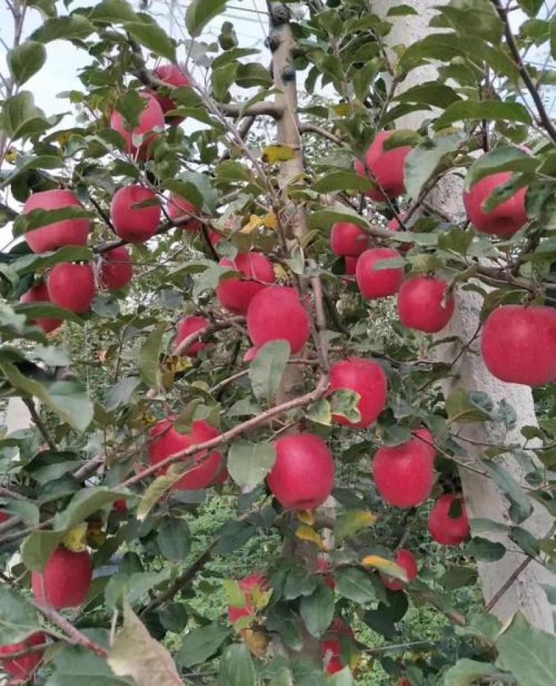 一年生2年生爱妃苹果苗，一年生2年生瑞雪苹果苗