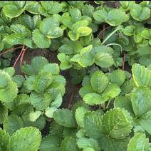 草莓苗品种齐全基地直发提供技术指导