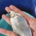 四川武昌鱼苗又叫三角鲂鱼苗也叫鳊鱼苗货量大包成活适应性强