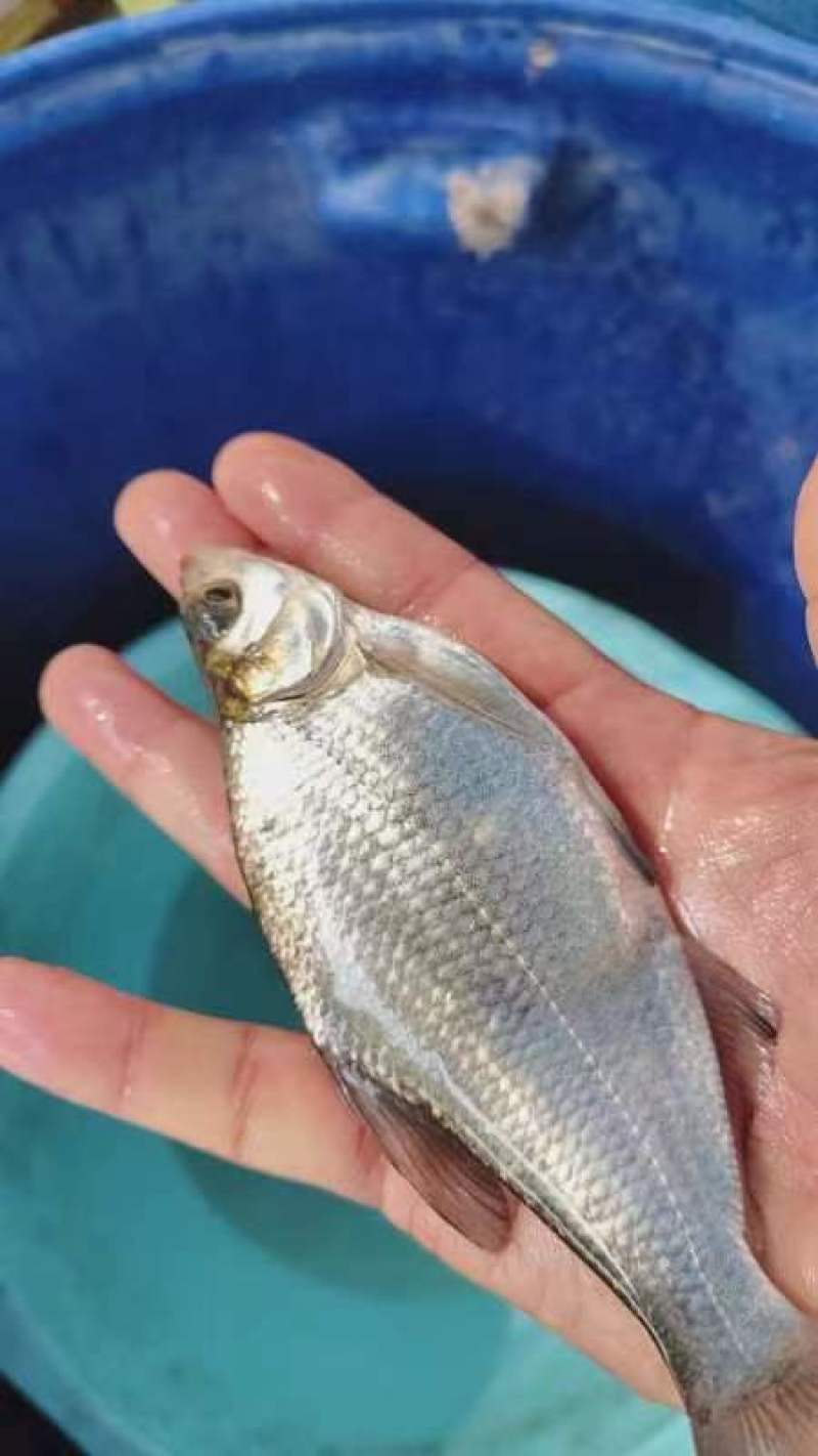四川武昌鱼苗又叫三角鲂鱼苗也叫鳊鱼苗货量大包成活适应性强