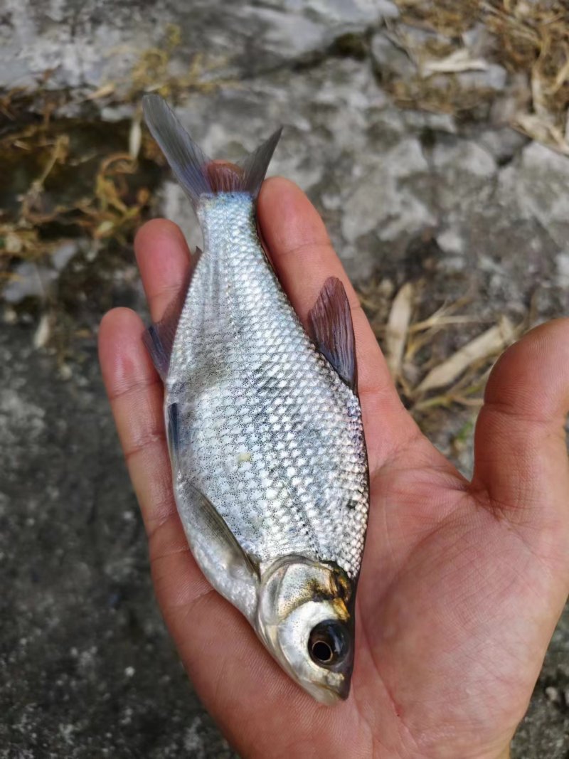 四川武昌鱼苗又叫三角鲂鱼苗也叫鳊鱼苗货量大包成活适应性强