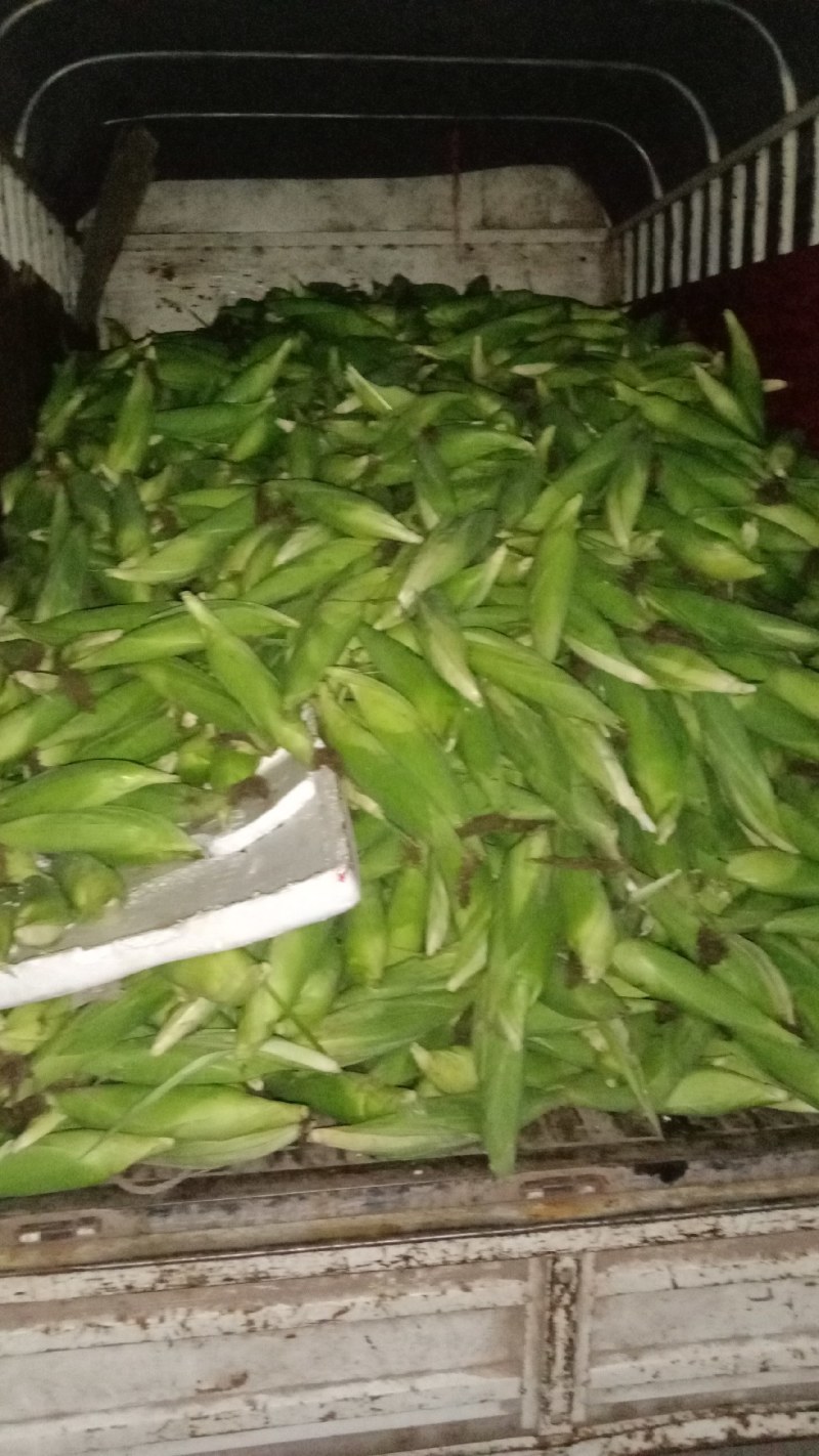 要买白糯玉米可以联系我