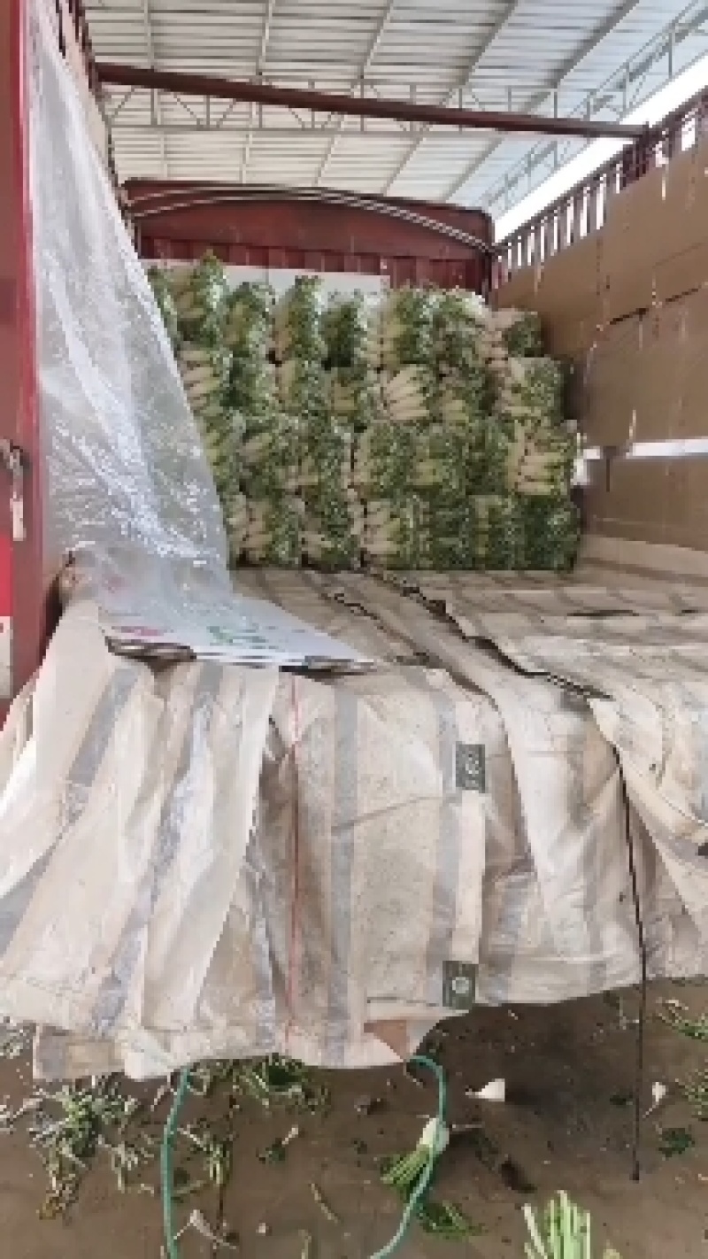 【伟东菜业】青萝卜，定西萝卜，产地直销，一手货源