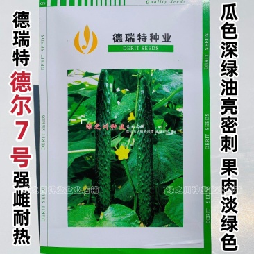 强雌耐热密刺黄瓜种子天津德瑞特德尔7号黄瓜种籽深绿油亮