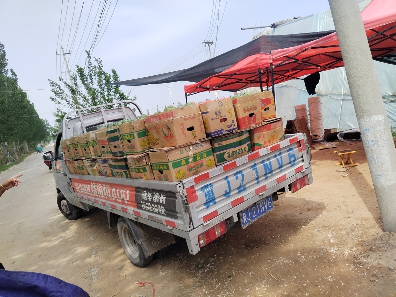 小吊瓜小糖丸手掰小西瓜