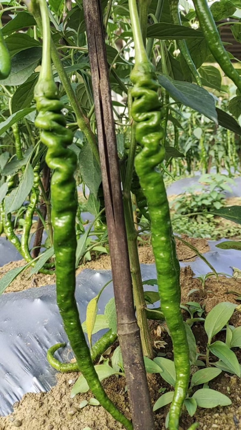 鲜辣椒皱椒