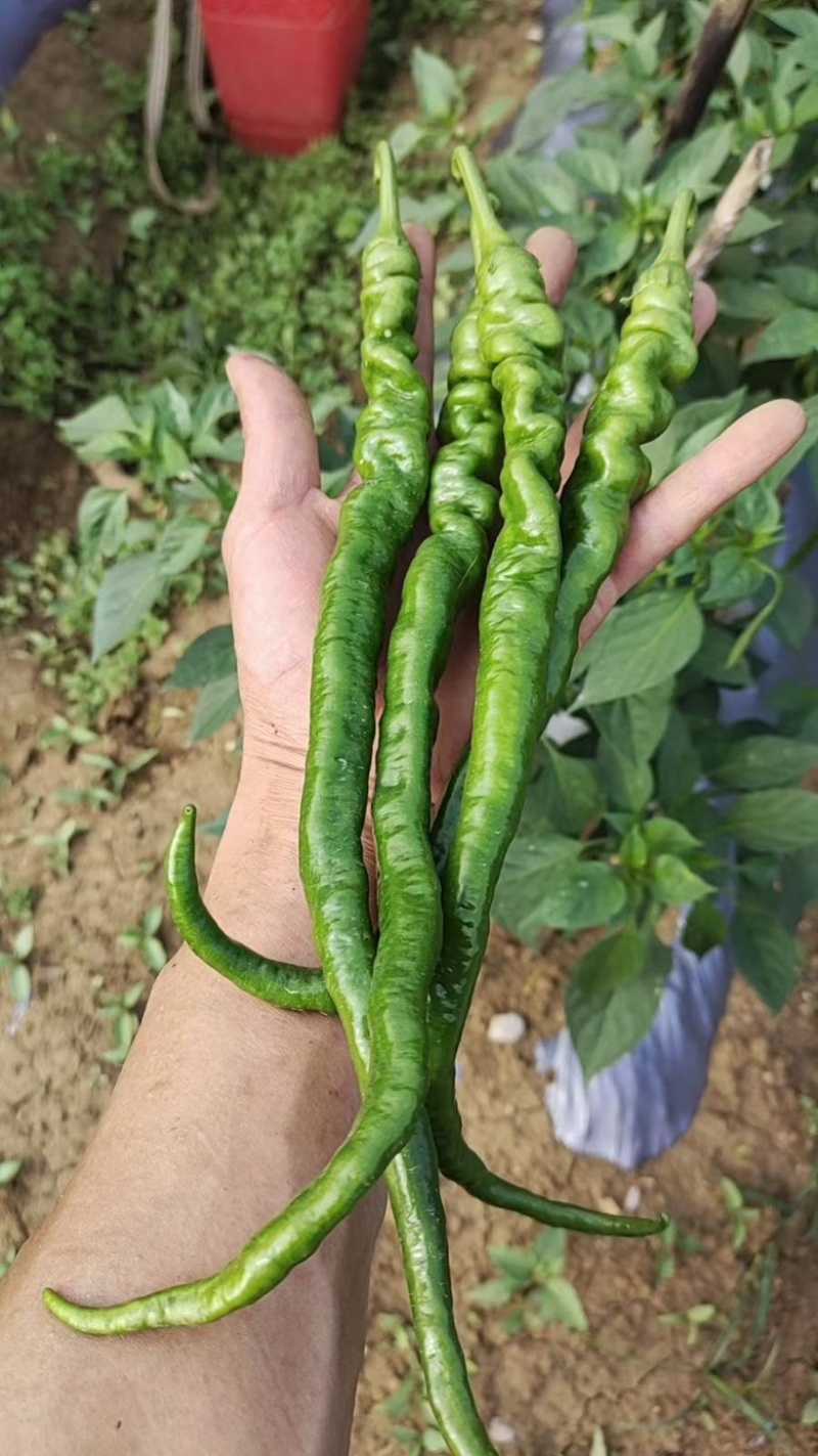 鲜辣椒皱椒