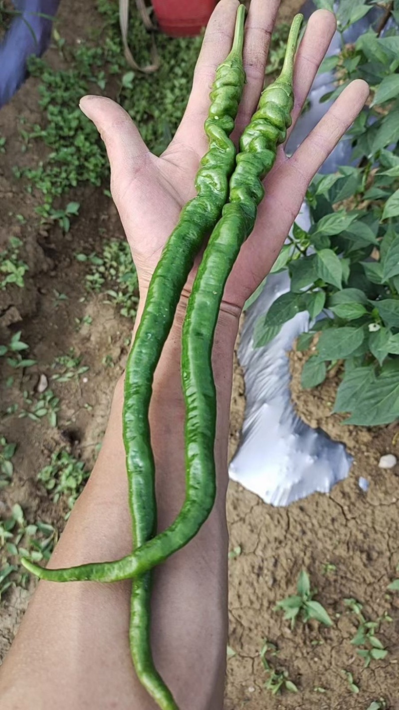 鲜辣椒皱椒
