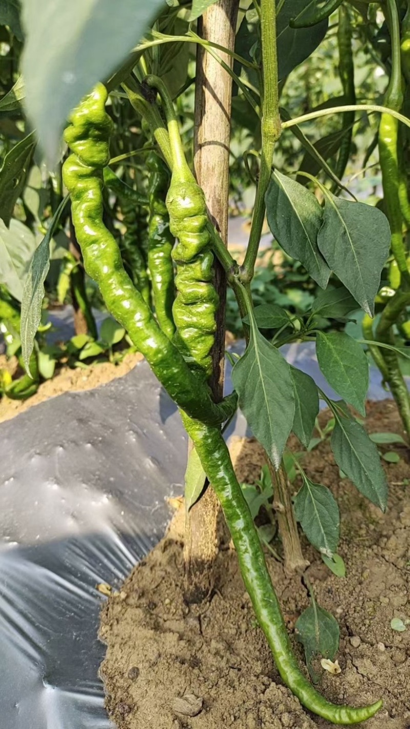 鲜辣椒皱椒