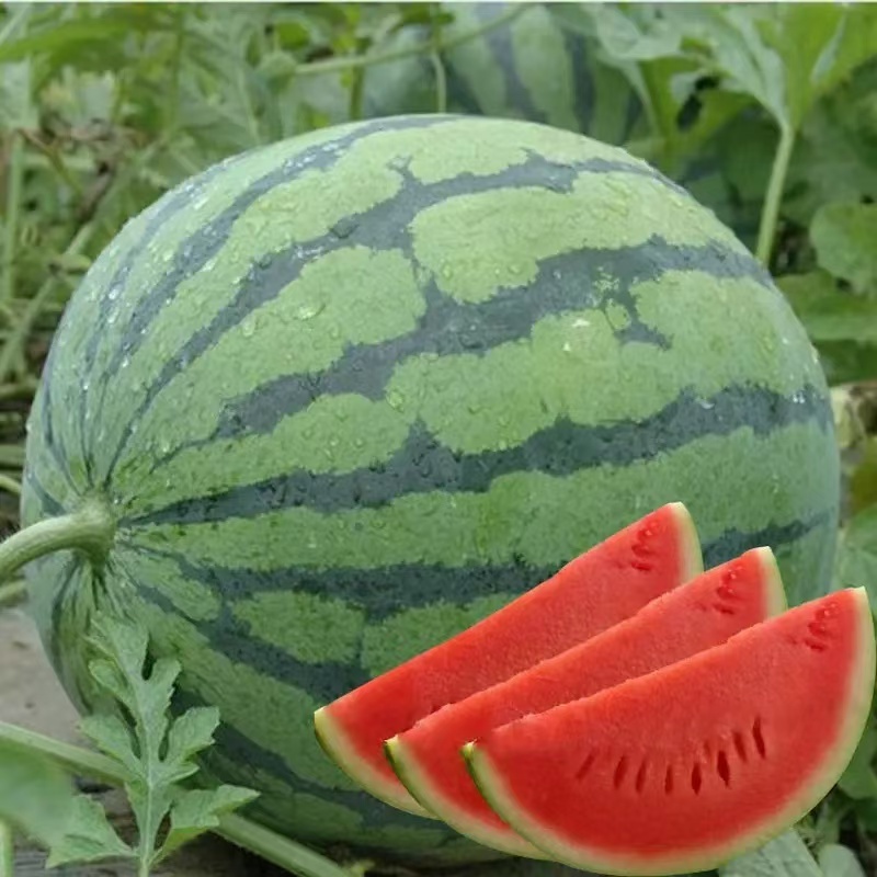 宁夏美都西瓜货源充足量大从优质量保证欢迎咨询