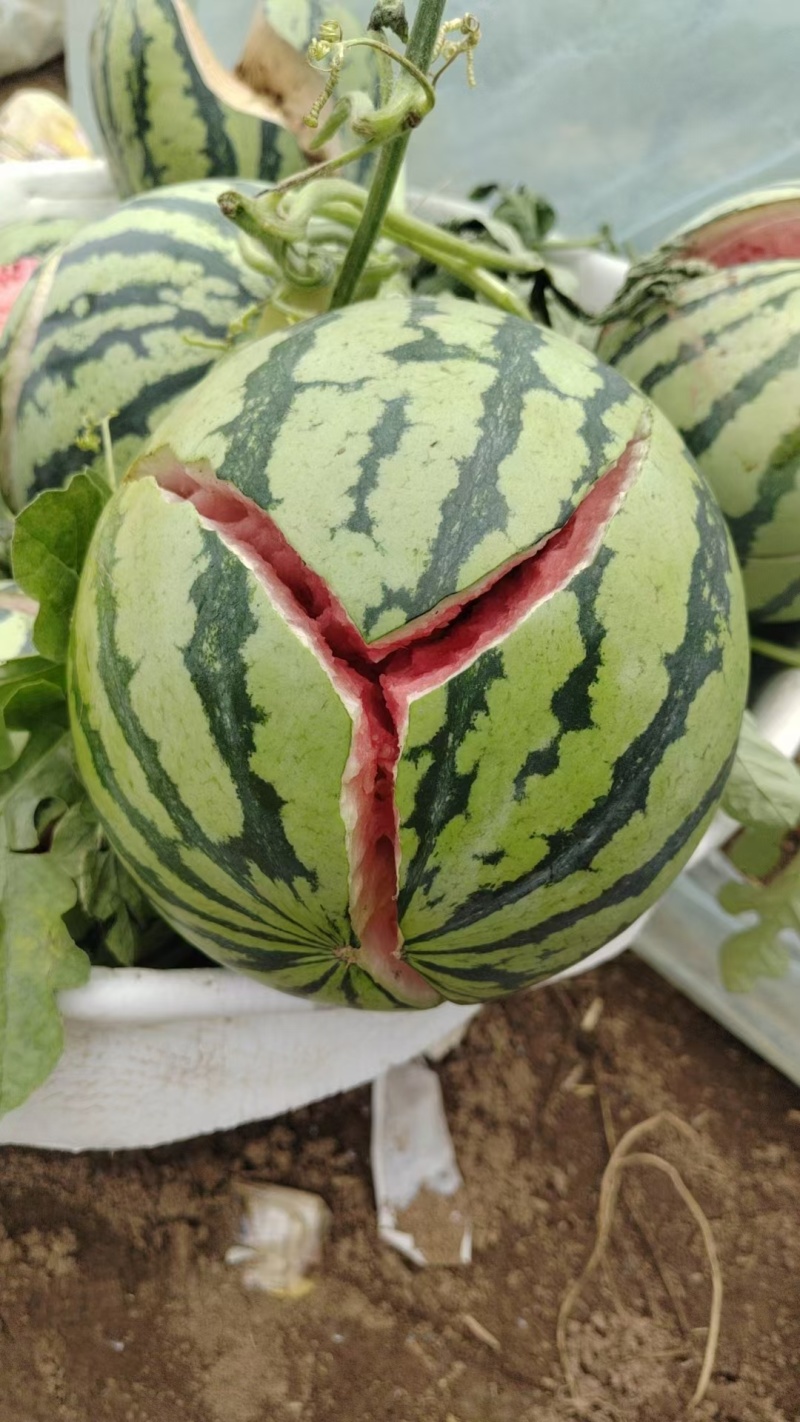 宁夏美都西瓜货源充足量大从优质量保证欢迎咨询