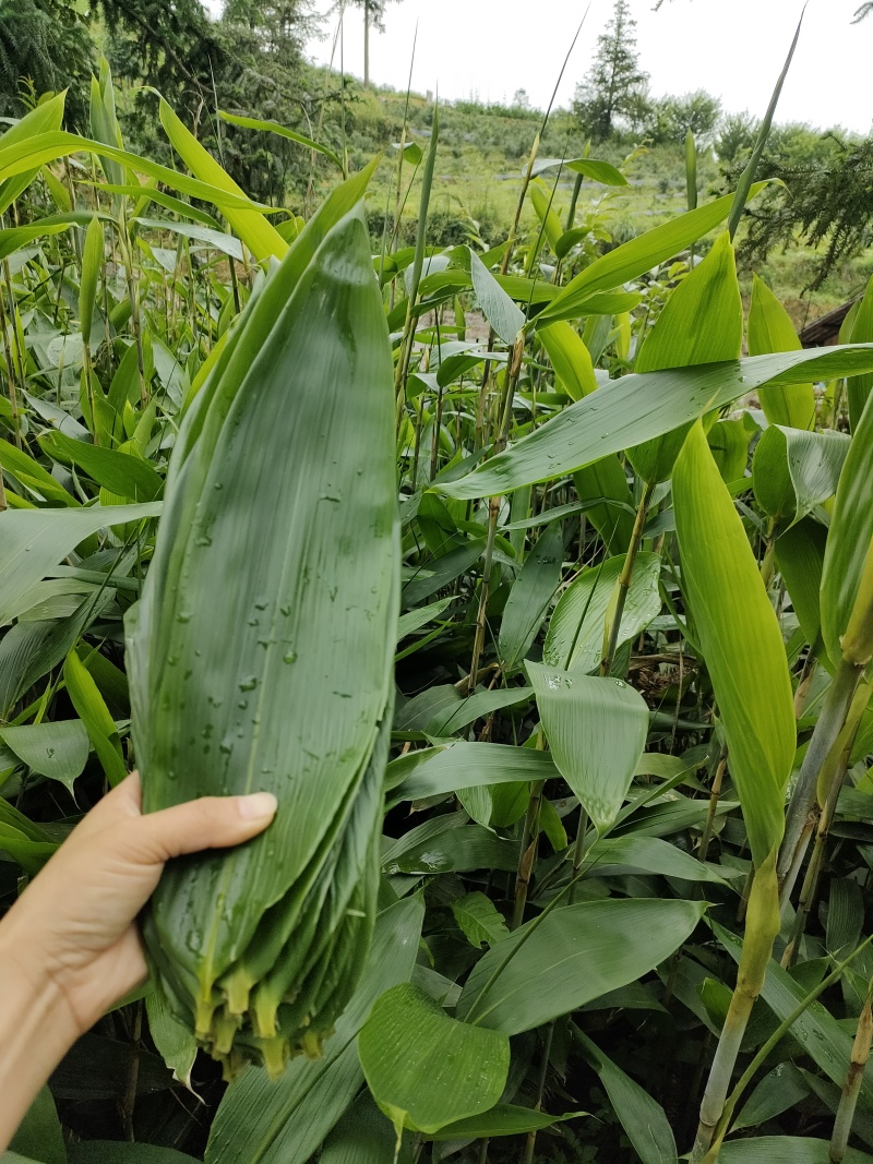 粽叶贵州两面青粽叶