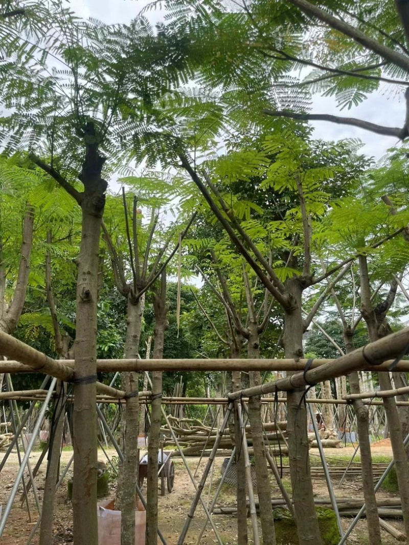 红花楹/凤凰木5～8公分基地直销规格齐全欢迎老板来电