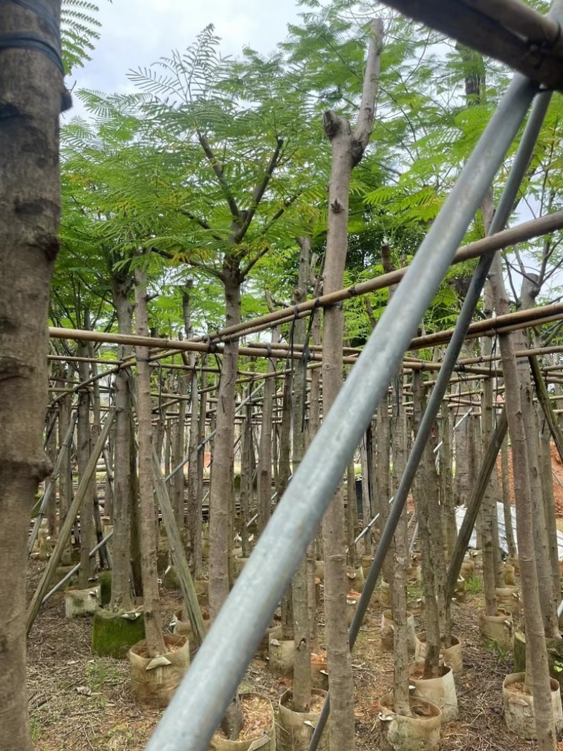 红花楹/凤凰木5～8公分基地直销规格齐全欢迎老板来电