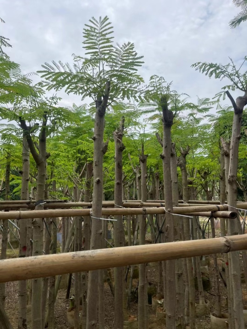 红花楹/凤凰木5～8公分基地直销规格齐全欢迎老板来电