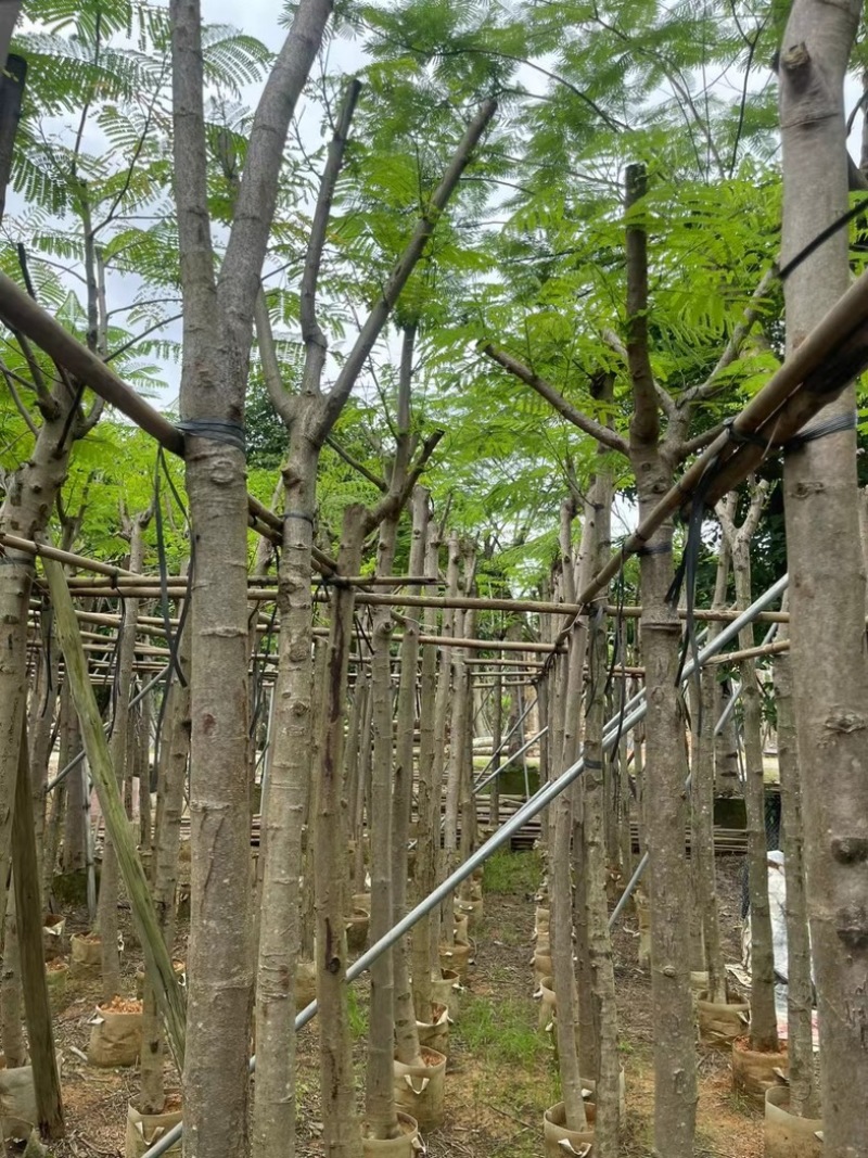 红花楹/凤凰木5～8公分基地直销规格齐全欢迎老板来电