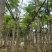 红花楹/凤凰木5～8公分基地直销规格齐全欢迎老板来电