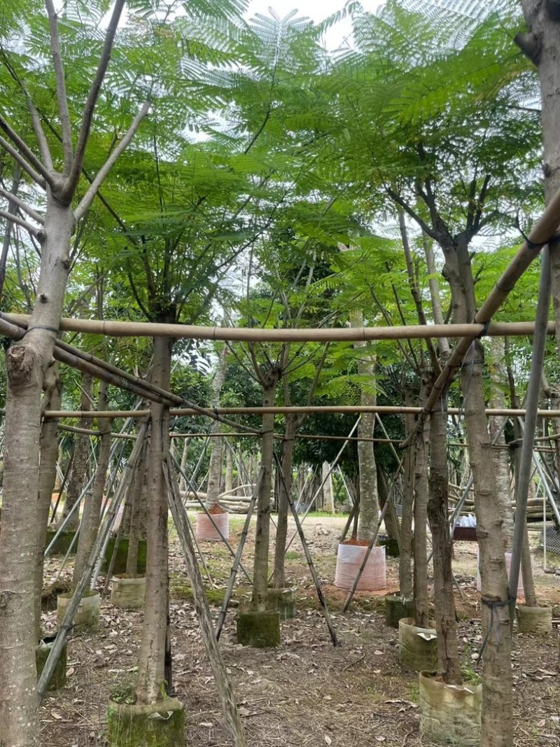 红花楹/凤凰木5～8公分基地直销规格齐全欢迎老板来电
