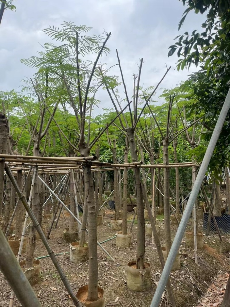 红花楹/凤凰木5～8公分基地直销规格齐全欢迎老板来电
