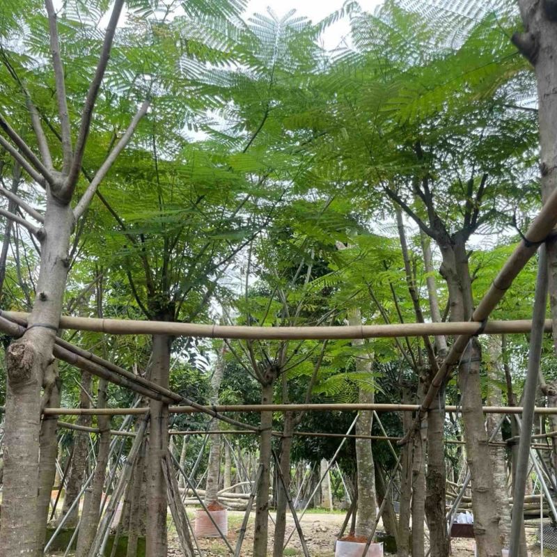 红花楹/凤凰木5～8公分基地直销规格齐全欢迎老板来电