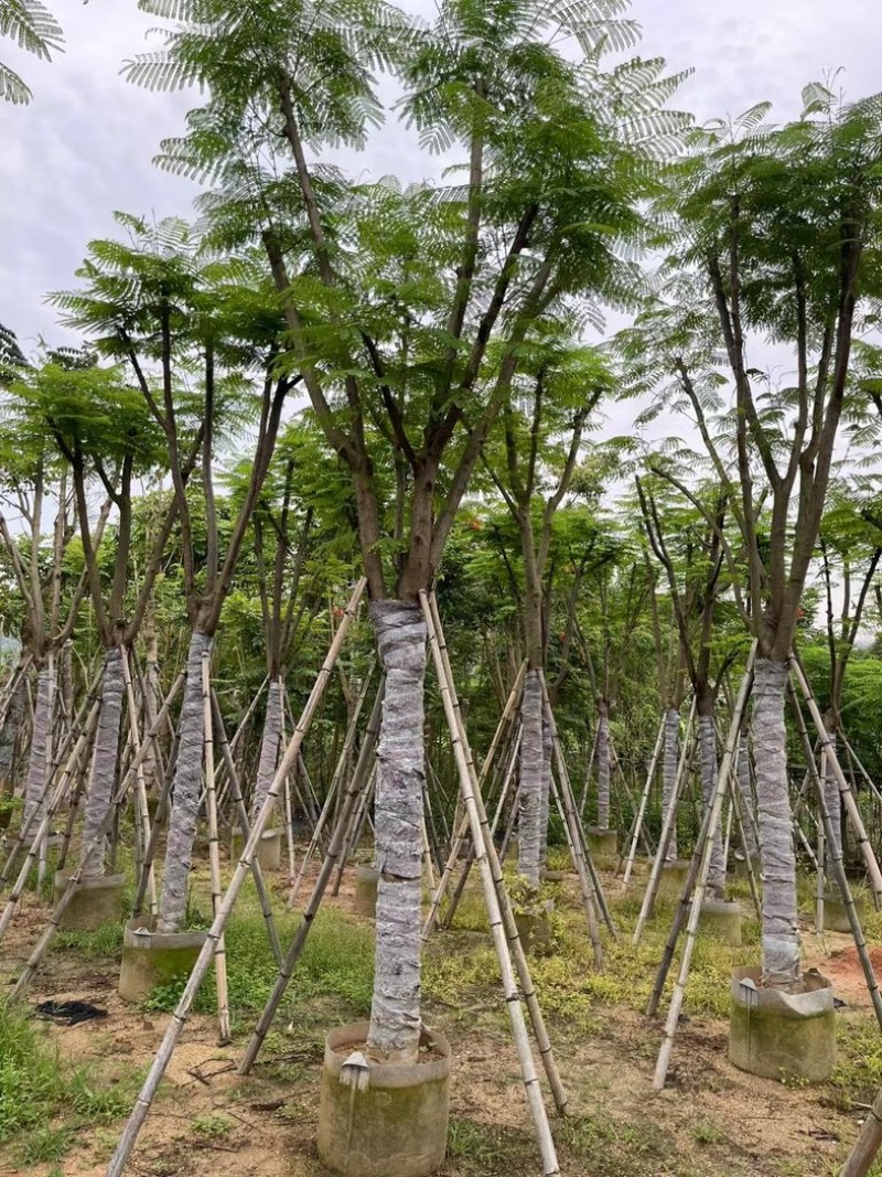 凤凰树12～20公分基地直销规格齐全欢迎老板来电咨询