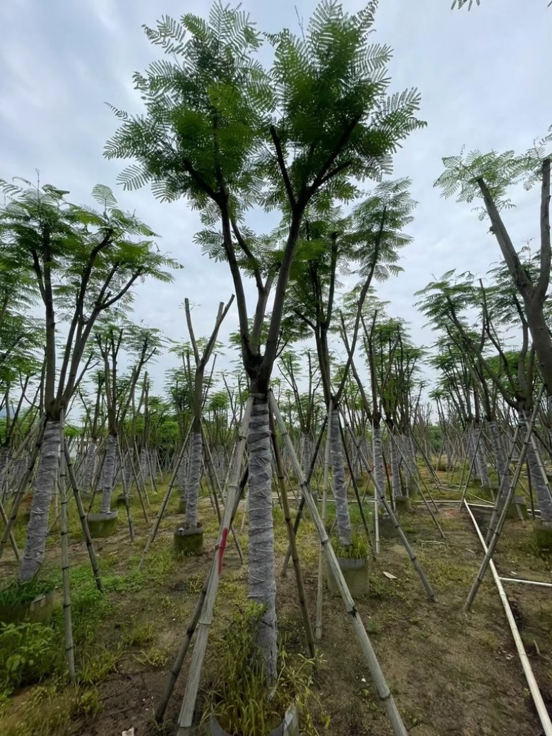 凤凰树12～20公分基地直销规格齐全欢迎老板来电咨询