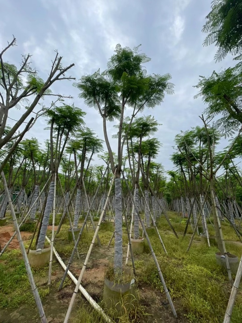 凤凰树12～20公分基地直销规格齐全欢迎老板来电咨询