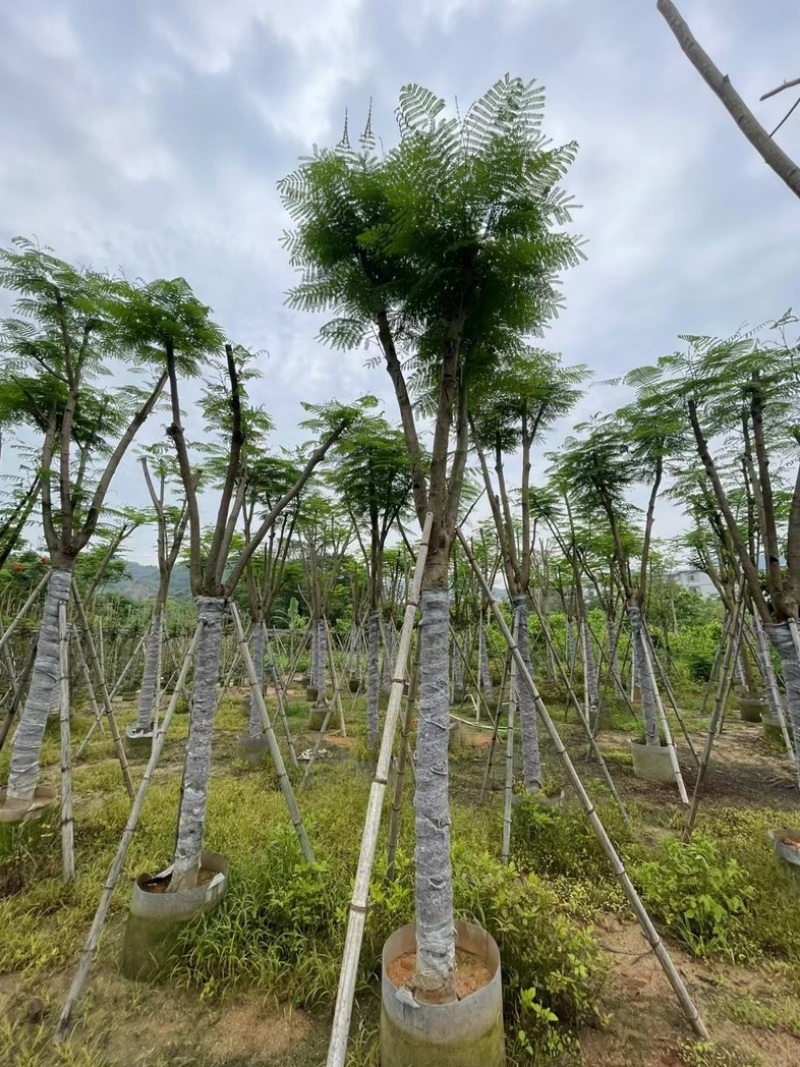 凤凰树12～20公分基地直销规格齐全欢迎老板来电咨询