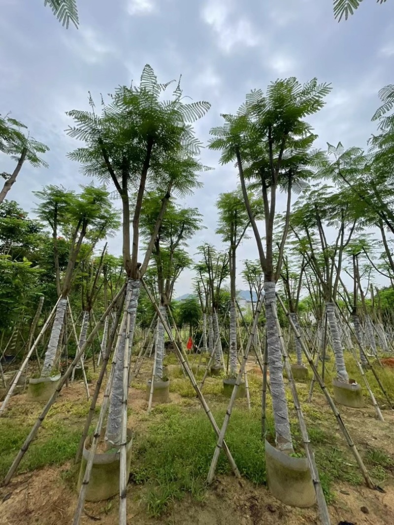 凤凰树12～20公分基地直销规格齐全欢迎老板来电咨询