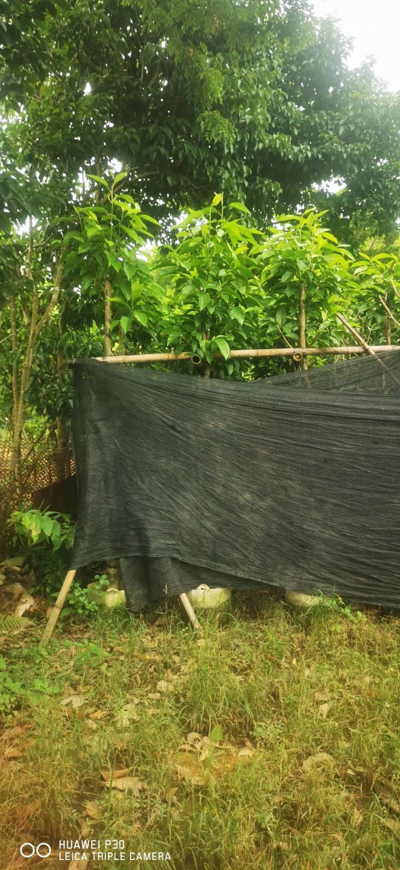 小骨架白玉兰4-～6公分基地直销规格齐全欢迎老板来电