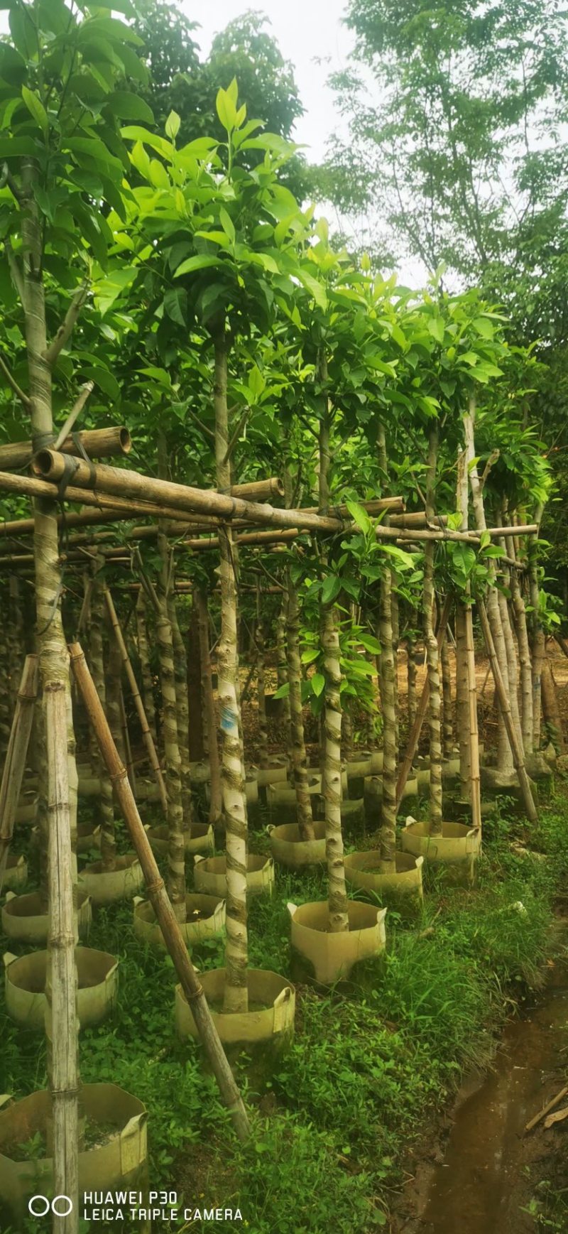 小骨架白玉兰4-～6公分基地直销规格齐全欢迎老板来电