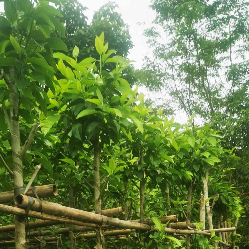 小骨架白玉兰4-～6公分基地直销规格齐全欢迎老板来电
