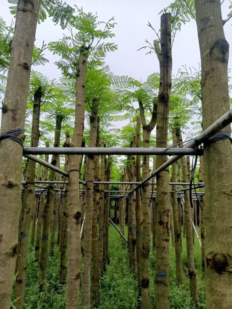 光杆凤凰木8～12公分骨架凤凰木12～15公分基地直销