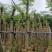 光杆凤凰木8～12公分骨架凤凰木12～15公分基地直销