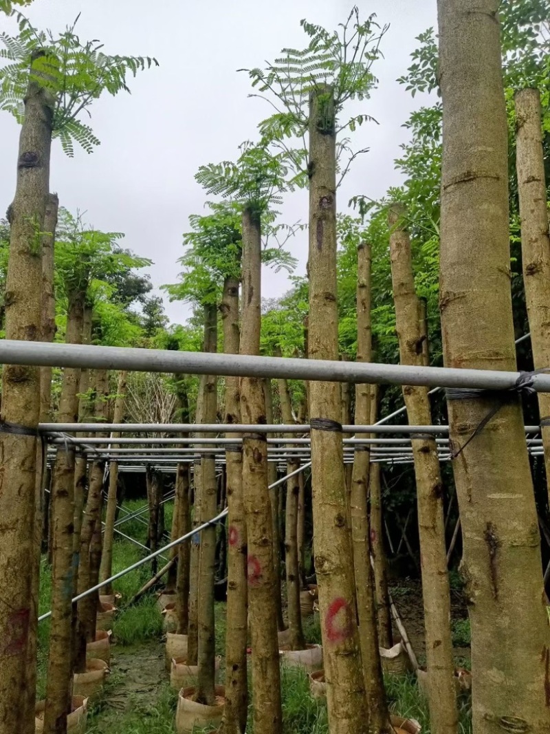 光杆凤凰木8～12公分骨架凤凰木12～15公分基地直销
