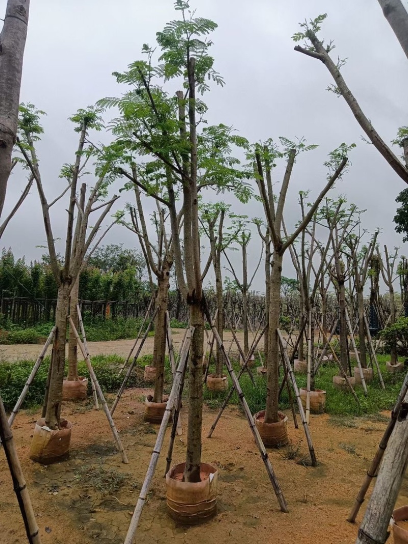 光杆凤凰木8～12公分骨架凤凰木12～15公分基地直销