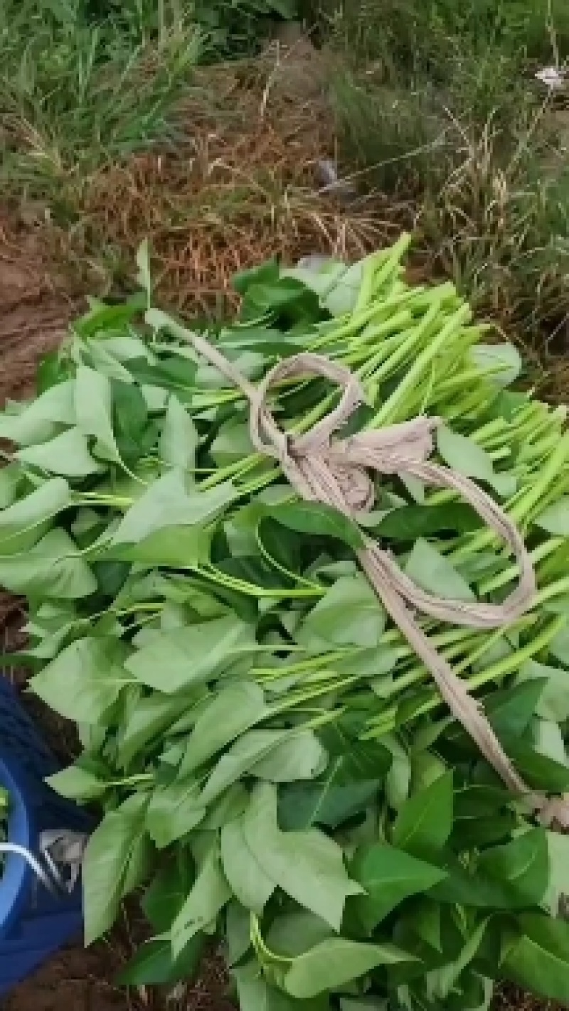 空心菜量大从优，货源稳定