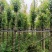 枫香树5～10公分基地直销规格齐全欢迎老板来电咨询