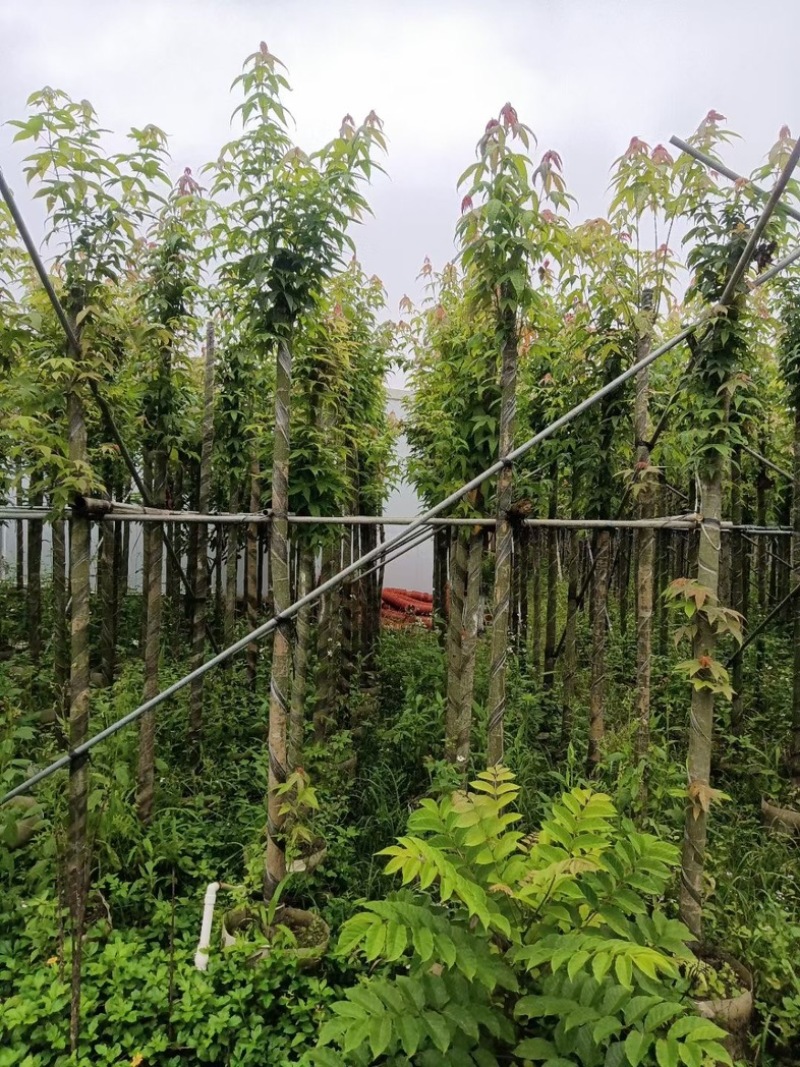 枫香树5～10公分基地直销规格齐全欢迎老板来电咨询