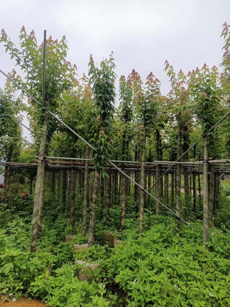 枫香树5～10公分基地直销规格齐全欢迎老板来电咨询